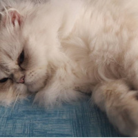 İran Kedisi (Persian), Kedi  Lokum fotoğrafı