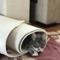 American Shorthair, Kedi  Sherlock fotoğrafı