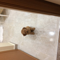 Poodle (Minyatür Kaniş), Köpek  Boyoz fotoğrafı