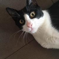 Tekir Kedi, Kedi  Mimi fotoğrafı