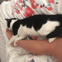 Tekir Kedi, Kedi  Mimi fotoğrafı