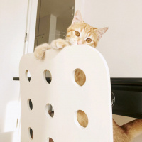Tekir Kedi, Kedi  Masal fotoğrafı
