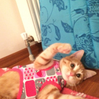 Tekir Kedi, Kedi  Masal fotoğrafı