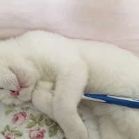 Scottish Fold, Kedi  Pamuk fotoğrafı