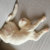 Scottish Fold, Kedi  Pamuk fotoğrafı