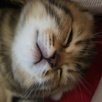 Scottish Fold, Kedi  Pamuk fotoğrafı