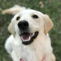 Golden Retriever, Köpek  Lucy fotoğrafı