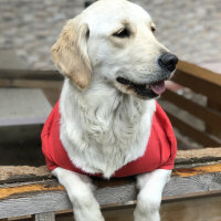 Golden Retriever, Köpek  Lucy fotoğrafı