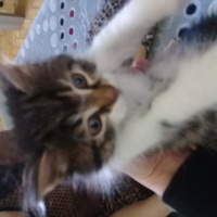 Tekir Kedi, Kedi  Karam fotoğrafı