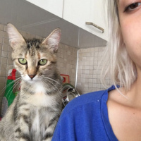 Tekir Kedi, Kedi  Catzilla fotoğrafı