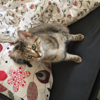 Tekir Kedi, Kedi  Catzilla fotoğrafı