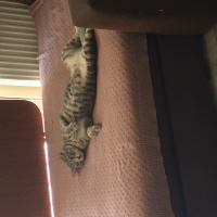 Tekir Kedi, Kedi  Obi Wan Catnobi fotoğrafı