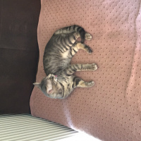 Tekir Kedi, Kedi  Obi Wan Catnobi fotoğrafı
