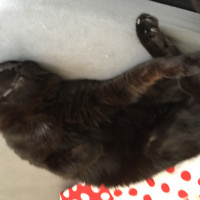 Tekir Kedi, Kedi  Venüs fotoğrafı