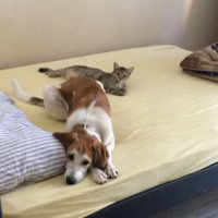 Beagle, Köpek  Chopin fotoğrafı
