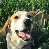 Beagle, Köpek  Chopin fotoğrafı
