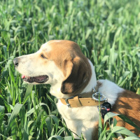 Beagle, Köpek  Chopin fotoğrafı
