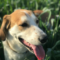 Beagle, Köpek  Chopin fotoğrafı