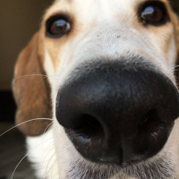 Beagle, Köpek  Chopin fotoğrafı