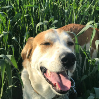 Beagle, Köpek  Chopin fotoğrafı