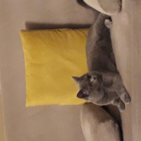 British Shorthair, Kedi  Bulut fotoğrafı