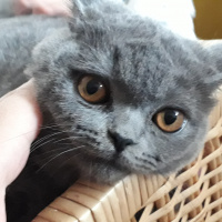 British Shorthair, Kedi  Bulut fotoğrafı