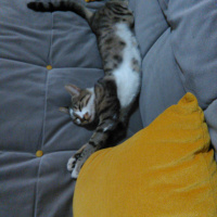 Tekir Kedi, Kedi  Bahtiyar fotoğrafı
