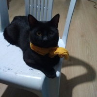 Bombay, Kedi  Marko fotoğrafı