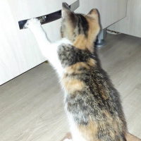 Cymric, Kedi  Prenses fotoğrafı