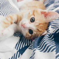 Tekir Kedi, Kedi  Bihter fotoğrafı