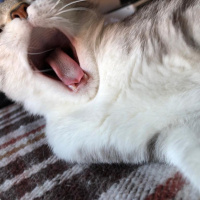 Tekir Kedi, Kedi  mırmır fotoğrafı