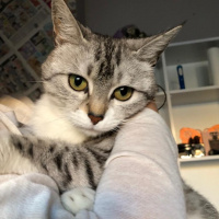 Tekir Kedi, Kedi  mırmır fotoğrafı