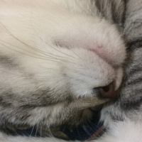 Tekir Kedi, Kedi  mırmır fotoğrafı