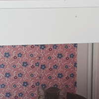 Tekir Kedi, Kedi  Mercan fotoğrafı