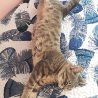 Tekir Kedi, Kedi  Mercan fotoğrafı