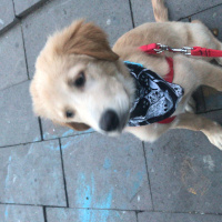 Golden Retriever, Köpek  PAŞA fotoğrafı