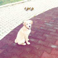Golden Retriever, Köpek  PAŞA fotoğrafı