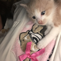 Tekir Kedi, Kedi  Yeni doğan fotoğrafı