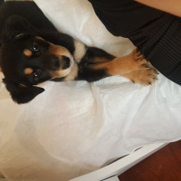 Rottweiler, Köpek  Suzi fotoğrafı
