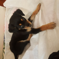 Rottweiler, Köpek  Suzi fotoğrafı