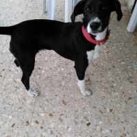 Jack Russell Terrier, Köpek  Minnak fotoğrafı