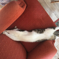 Tekir Kedi, Kedi  Paşa fotoğrafı