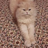 Chinchilla, Kedi  Lokum fotoğrafı