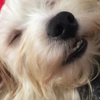 Maltese, Köpek  Felix fotoğrafı