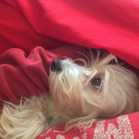 Maltese, Köpek  Felix fotoğrafı
