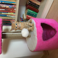Tekir Kedi, Kedi  Pasta fotoğrafı
