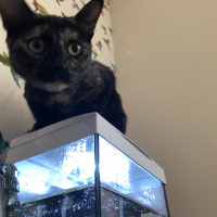 Tekir Kedi, Kedi  Pasta fotoğrafı