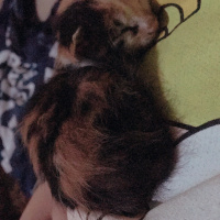 Tekir Kedi, Kedi  Masal fotoğrafı