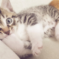 Tekir Kedi, Kedi  henüz bir ismi yok fotoğrafı