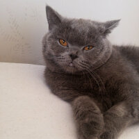 British Shorthair, Kedi  PARİS fotoğrafı